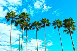 Tall palm trees with blue sky