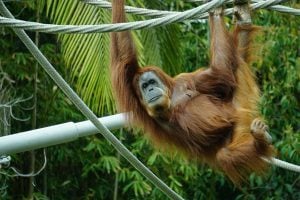 An orangutan hanging from a rope in a zoo.