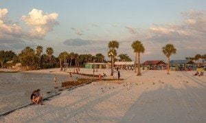 Palms on a beach