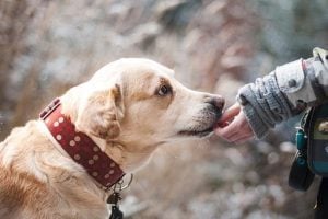 person petting a dog