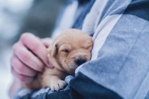 a vet can give you some documents you need for pet's relocation