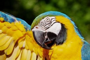 Observing parrots is a great way to have family fun in Miami