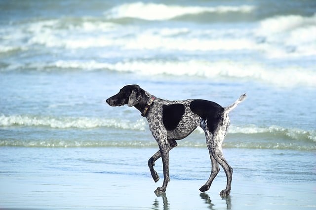 Black and white dog on the beach