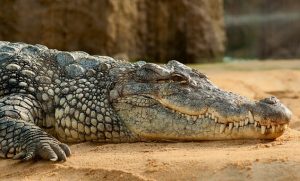 alligator as on of the reasons for leaving Florida