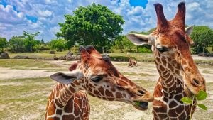 Picture of giraffes eating