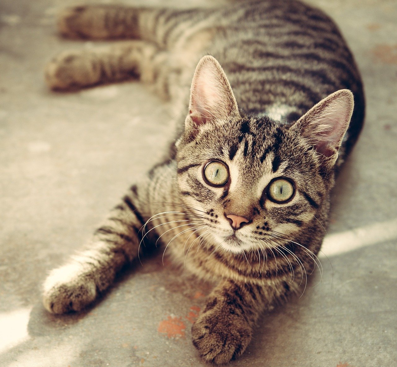 Picture of a tabby cat