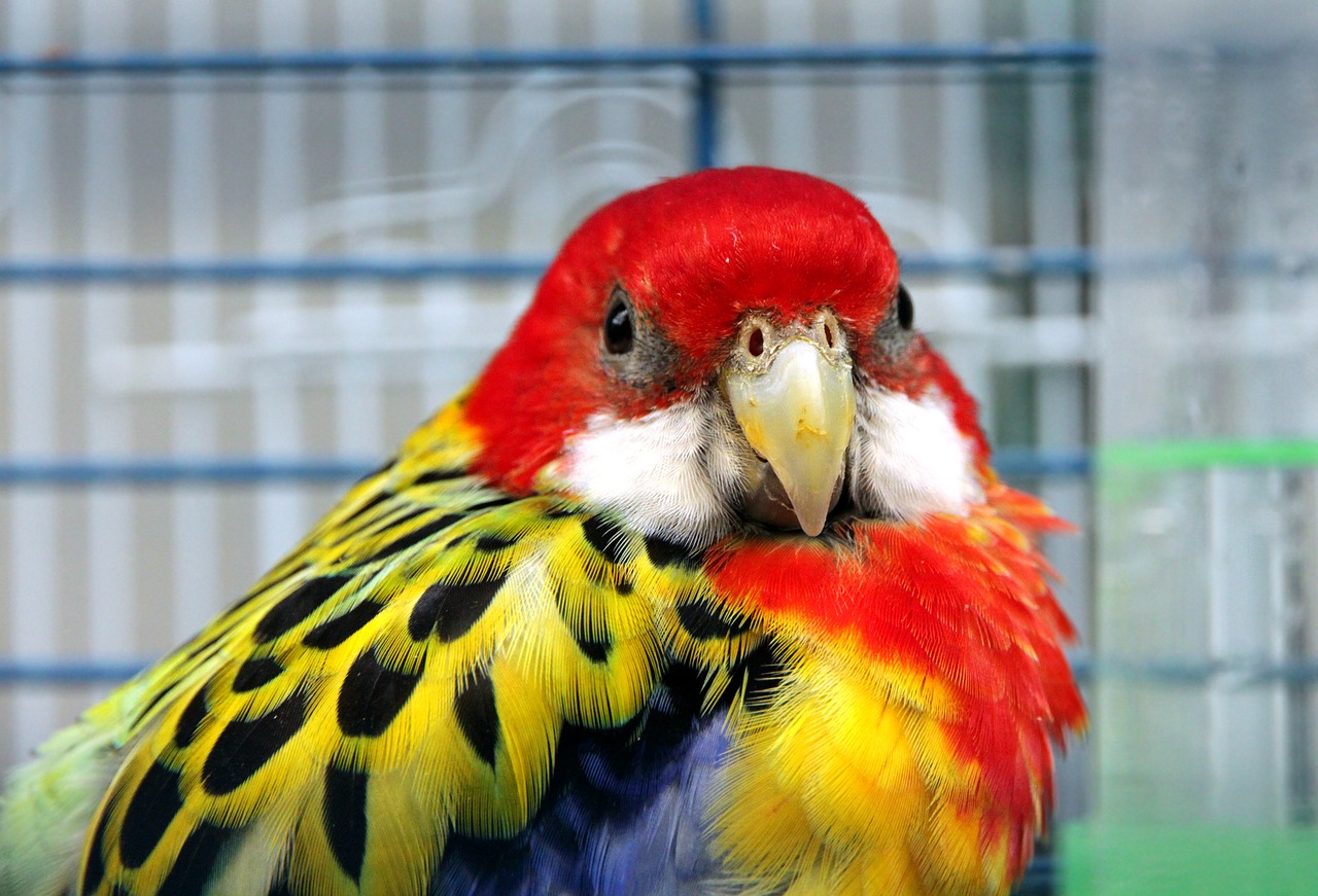 Picture of a rosella parrot 