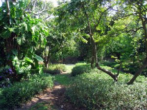 Coconut Grove botanical garden.
