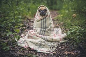 Dog in a blanket