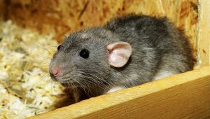 Rat is a reason to pest-proof your storage unit