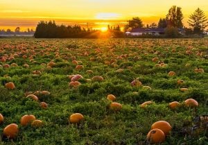 One of the many pumpkin patches in Miami.