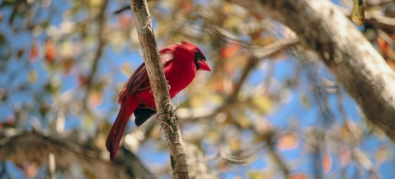 A red bird perched on a tree branch