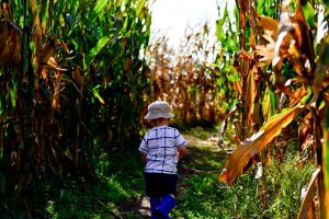 A child running into a corn field.