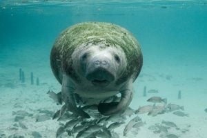 a manatee