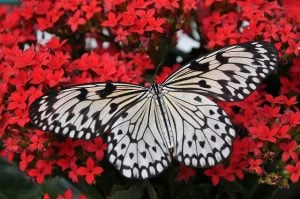 Butterfly that you will wee and enjoy Fort Lauderdale with your family