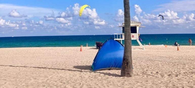 Green Palm Tree Near Sea at Fort Lauderdale