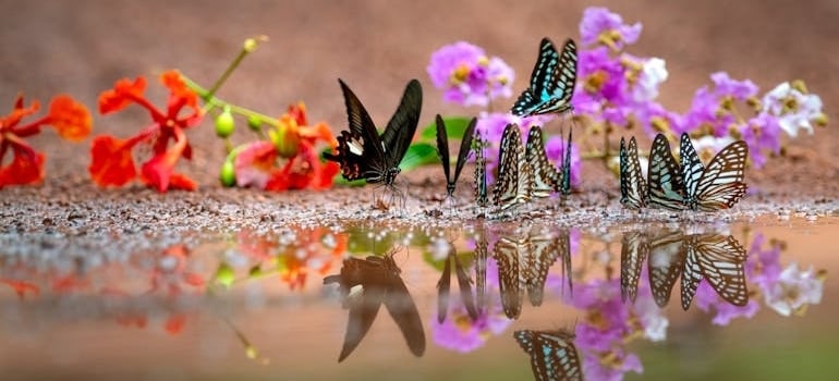 Black and Purple Butterfly on Water Lily