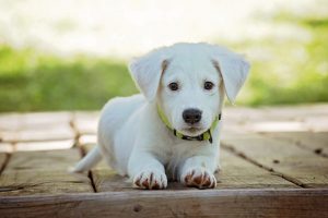 dogs exercising in dog parks in miami