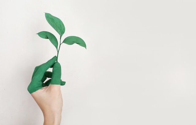 Person's left hand holding a leaf