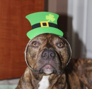 dog with green hat