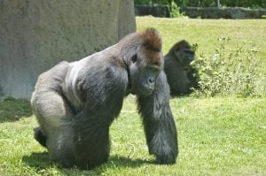 gorilla - spring time activities in Miami