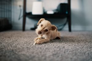 pack and move large area rug - a large greay rug and a dog laying on it