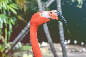 close up of a flamingo head