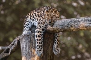 Picture of a jaguar sleeping