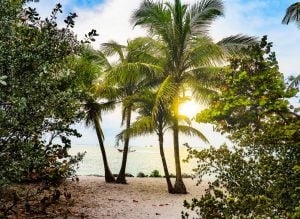 palm trees on a beach