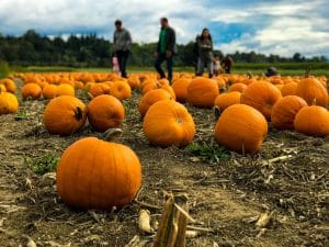 A family walking through a pumpkin patch.