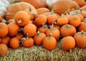 Fall activities in Fort Lauderdale