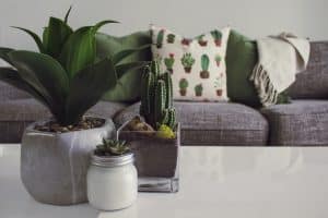 Plants on a table in a very cozy looking living room.