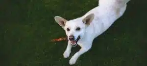 Dog playing.