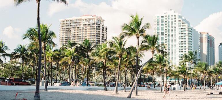 palm trees on the beach