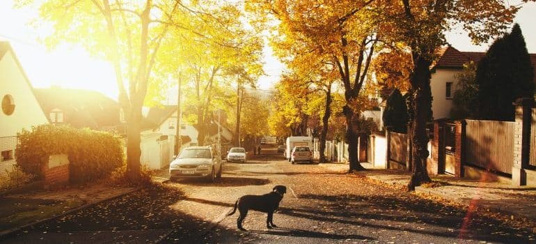 A dog standing on a street in Florida suburb