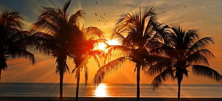 There are a few palms and a beautiful sunset is behind them.