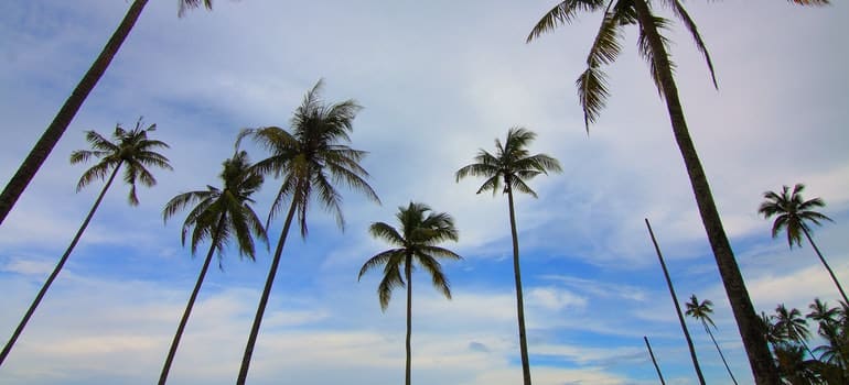 Los árboles de palma