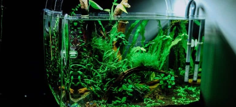 an aquarium 