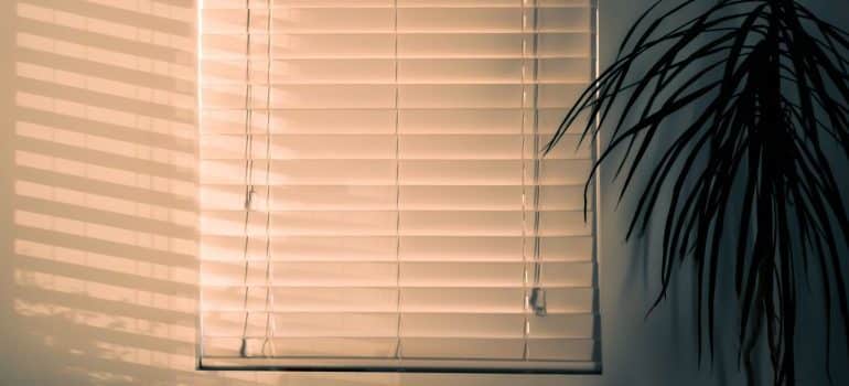 Window with blinds near a plant