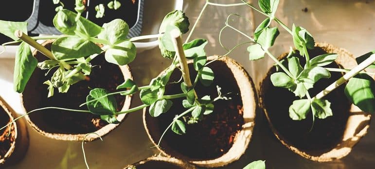 plants in pots