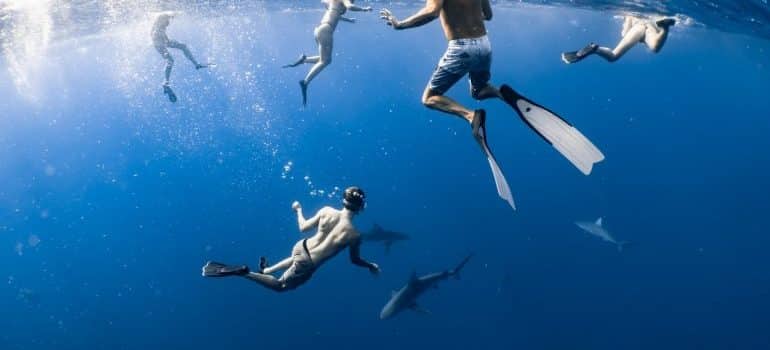 people swimming with sharks