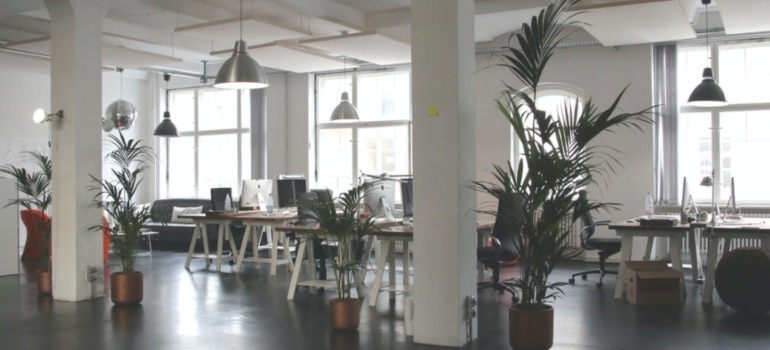 Wais for decorating your Toronto office after relocation whit green-leafed plants