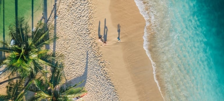 a beach and palm trees