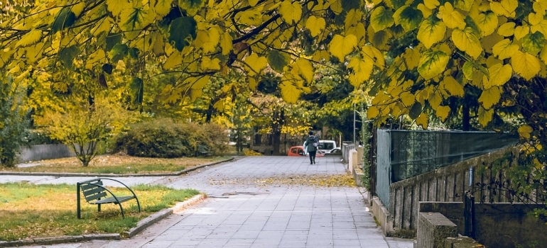 bench and trees