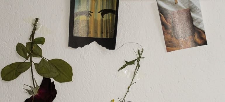 Hanged photos above the plants