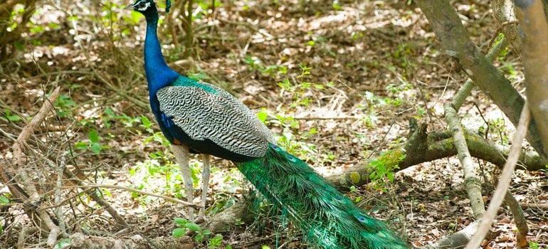 Peacock in the forest