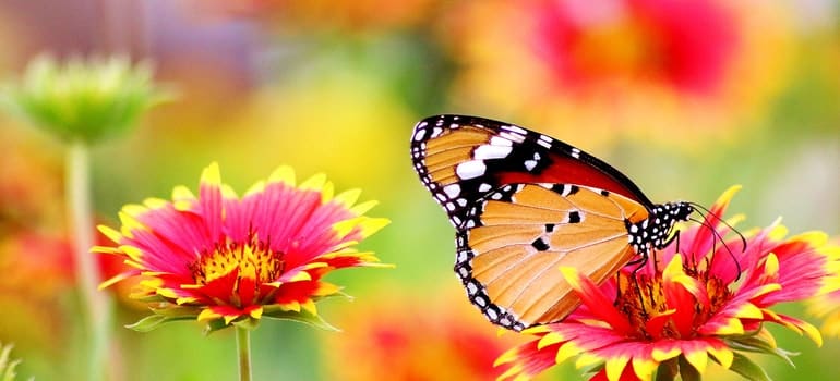 Butterfly Perched on Flower