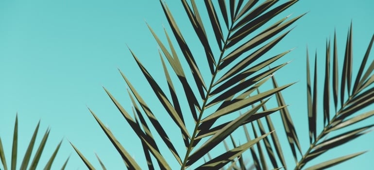 Picture of palm leaves 