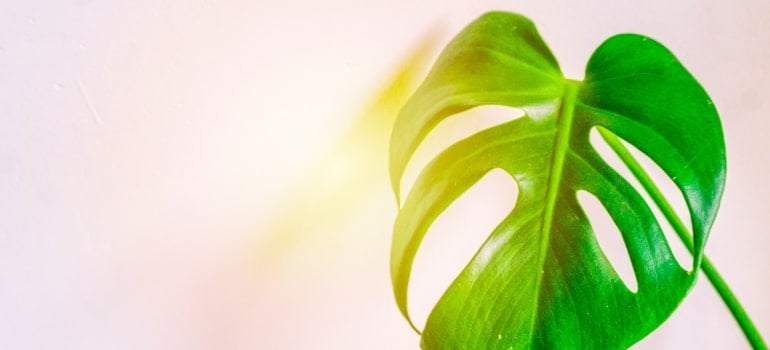 Picture of a Monstera Deliciosa plant 