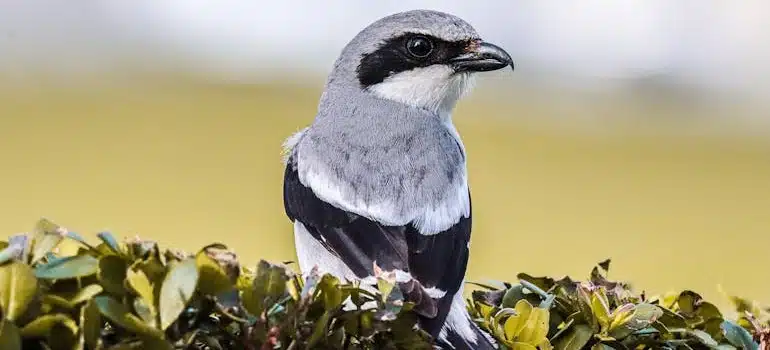 Great Grey Shrike Sitting on Bush in Fort Lauderdale